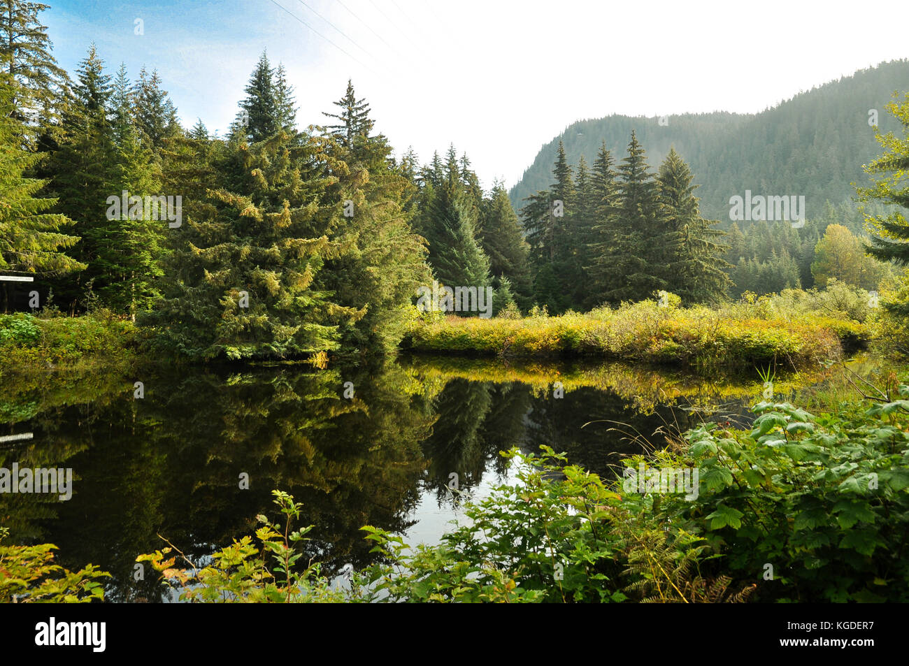 Alaskan Forest with small lake in front Stock Photo
