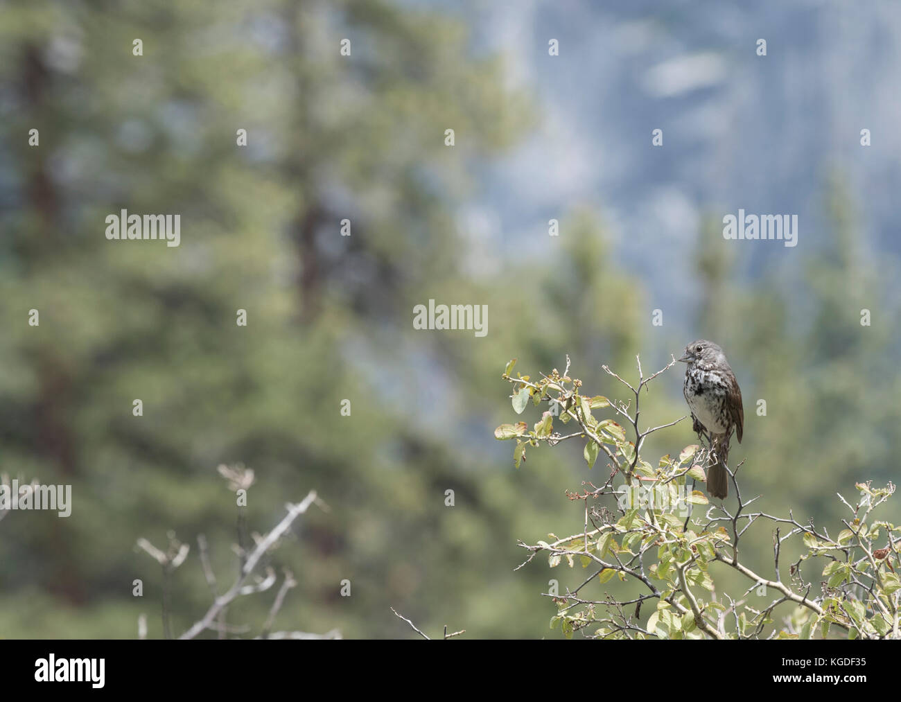 A hermit thrush on a tree overlooking Yosemite National Park. Stock Photo