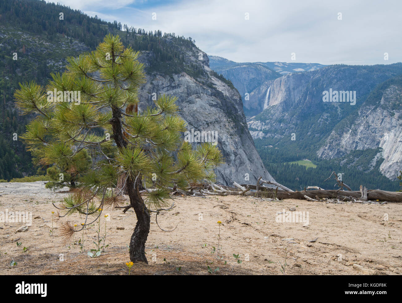 A tree overlooks Yosemite Valley from the John Muir Trail. Stock Photo