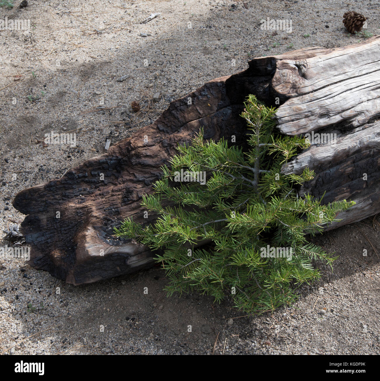 A sapling sprouts up next to the remnants of a burnt tree. Stock Photo