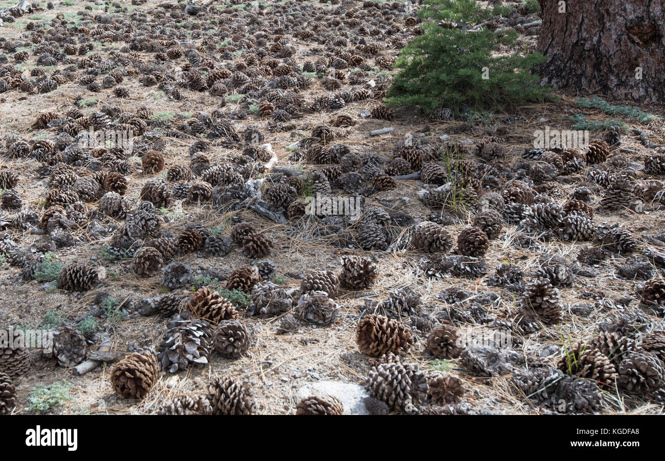 Red fir pinecones in Yosemite National Park. Stock Photo