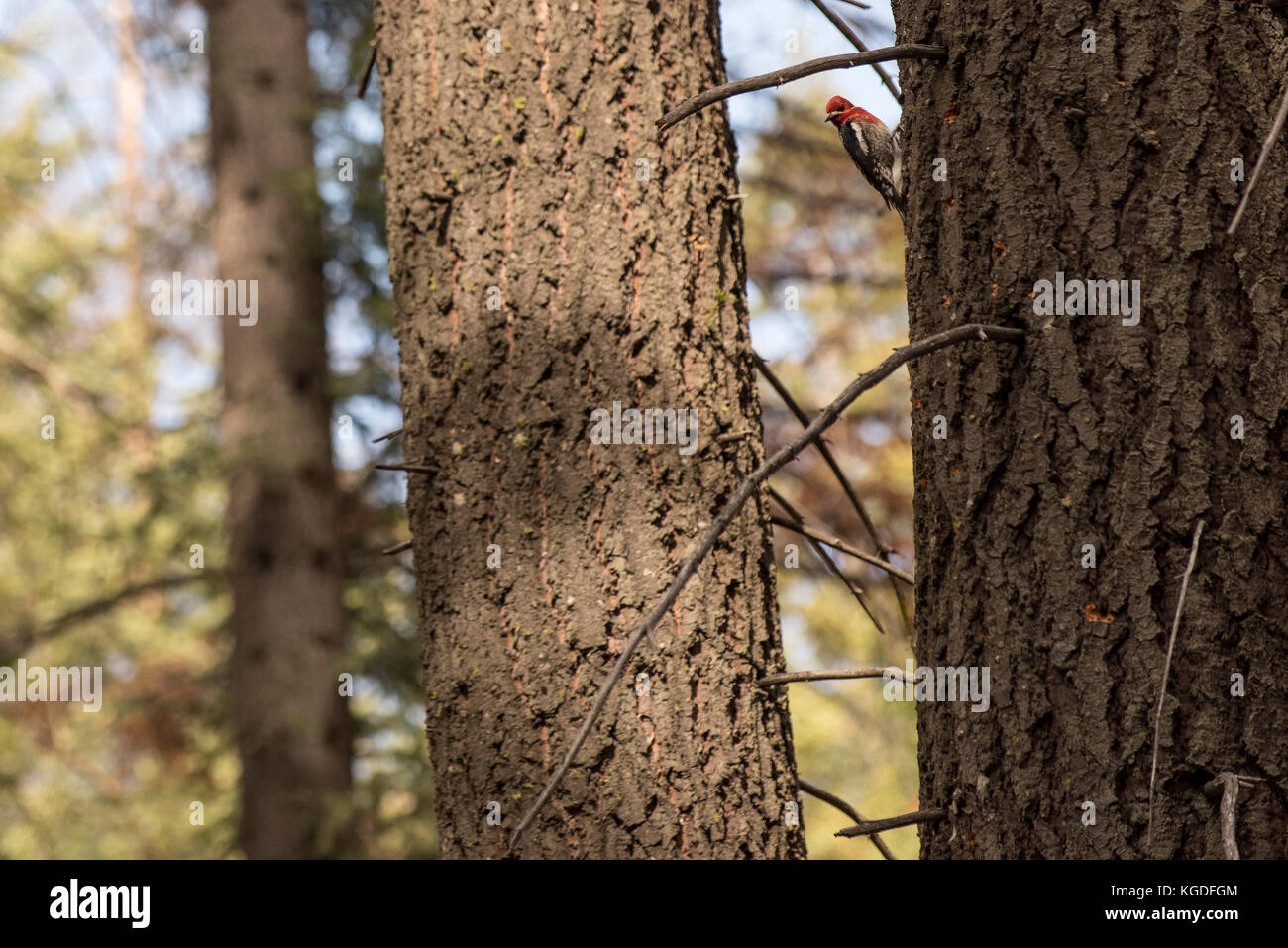 A red headed woodpecker on a tree in Yosemite National Park. Stock Photo