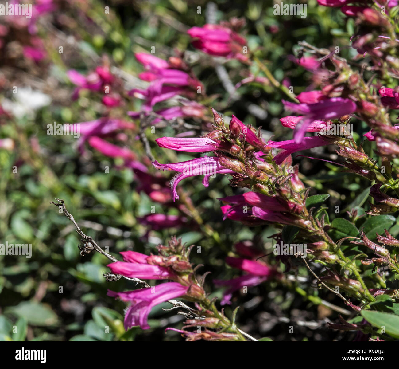 Beautiful Pride of the Mountains wild flowers in Yosemite National Park. Stock Photo