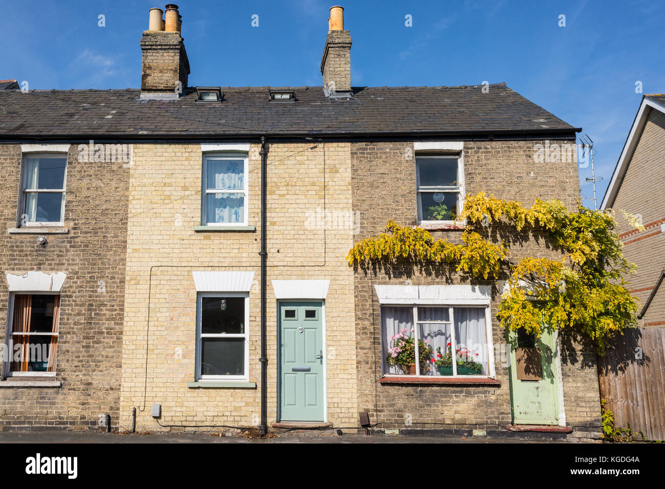 Two floors semi detached old house in bricks with colored doors and vine creeper plant growing on the wall in Cambridge, England, UK Stock Photo