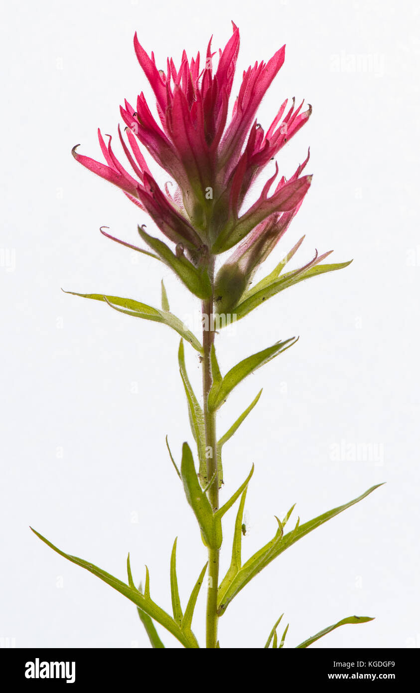 Red Indian Paintbrush Isolated on White background Stock Photo - Alamy