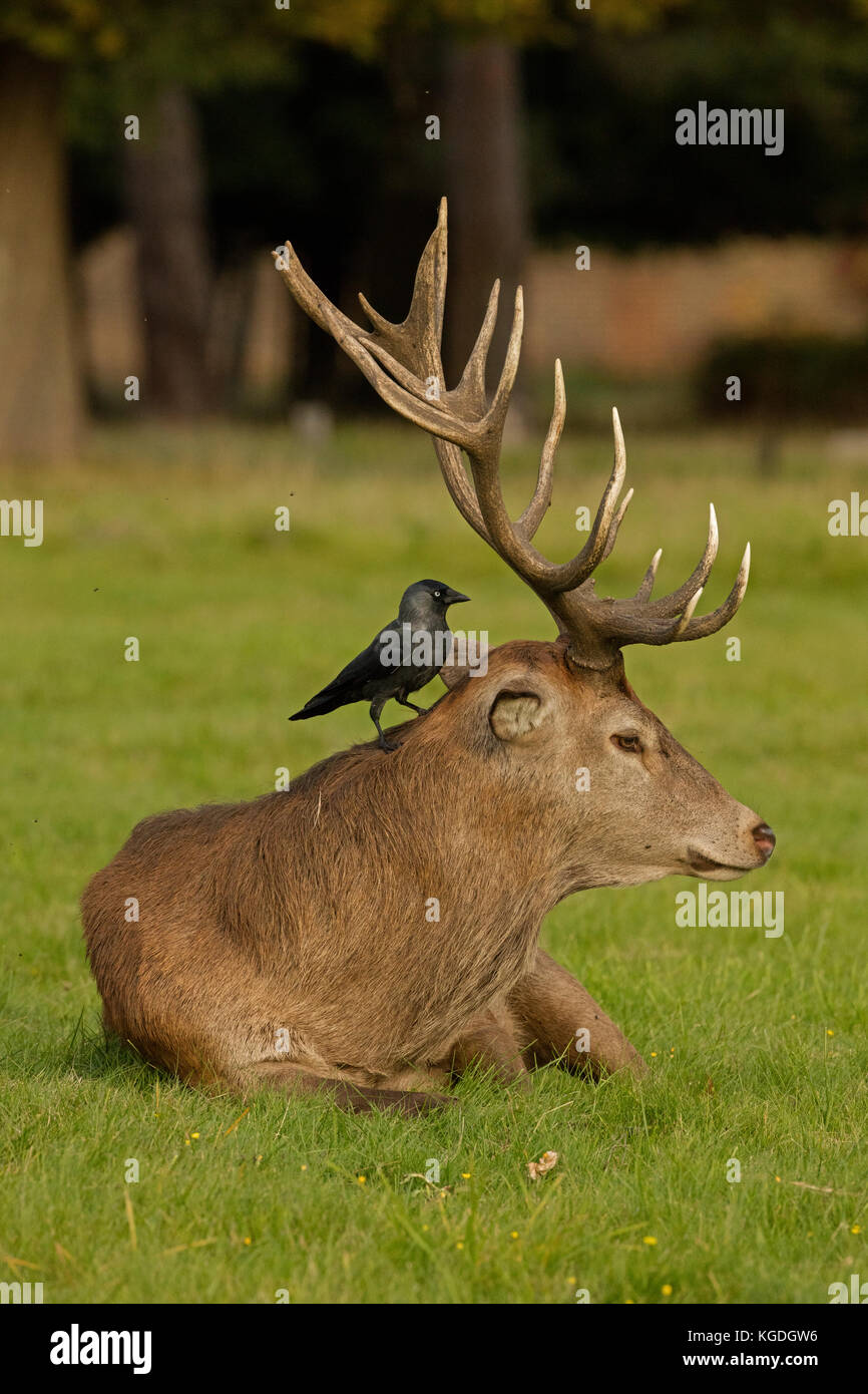 bird-eating-ticks-hi-res-stock-photography-and-images-alamy