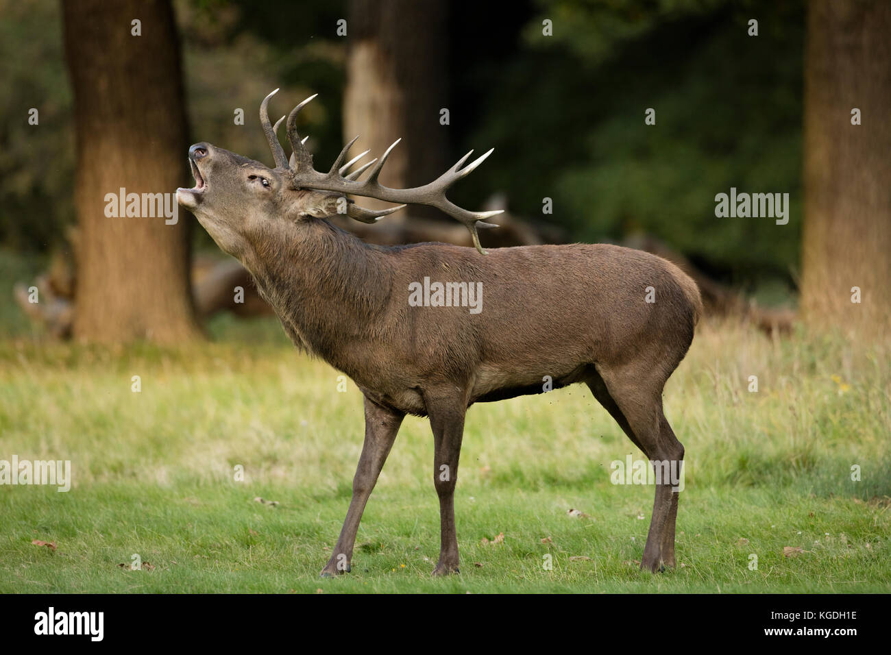 red deer (Cervus elaphus), Stag roaring during rut to attract females and establish dominance, England, U.K. Stock Photo