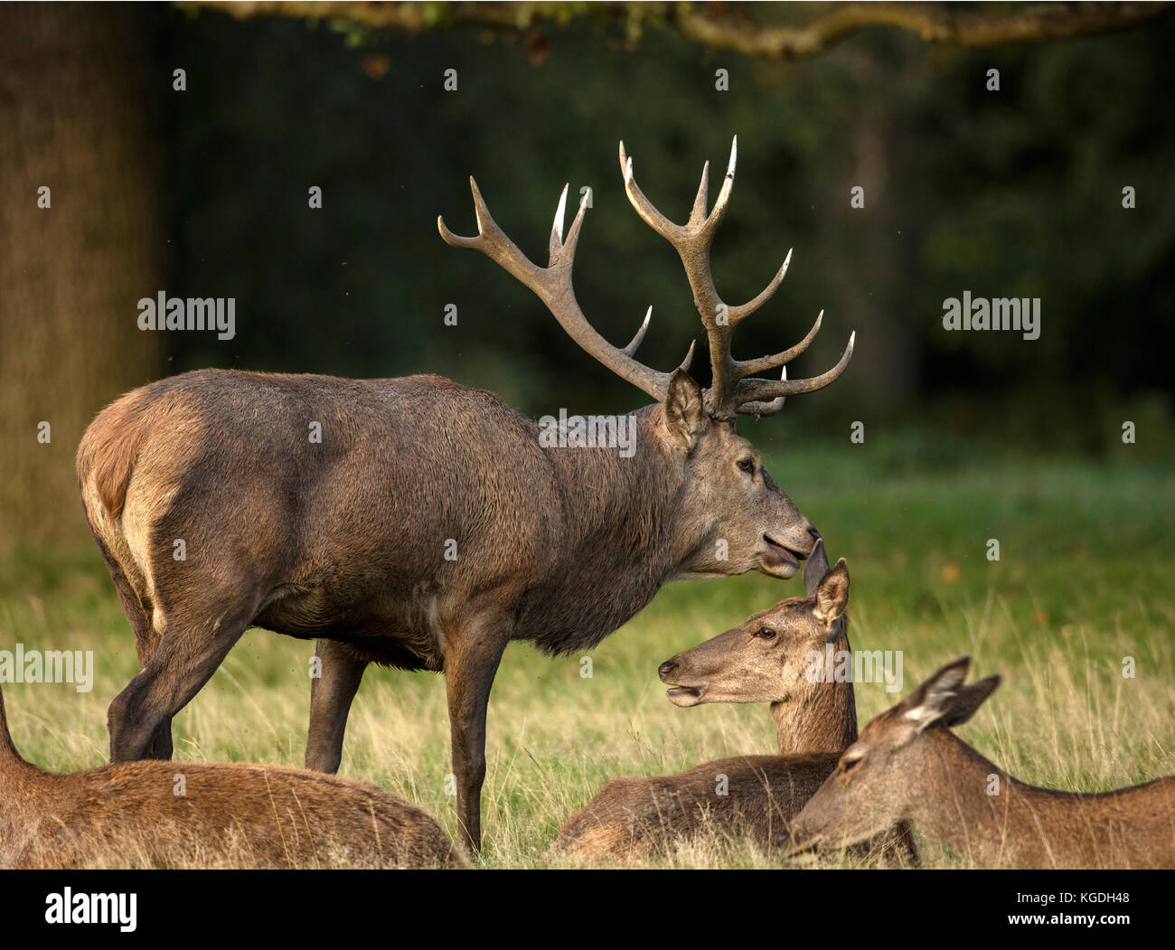 red deer (Cervus elaphus), Stag during rut, interacting with one of the females in his harem, England, U.K. Stock Photo