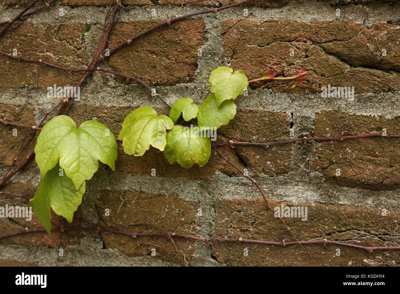 Vine growing on old brick wall Stock Photo Alamy