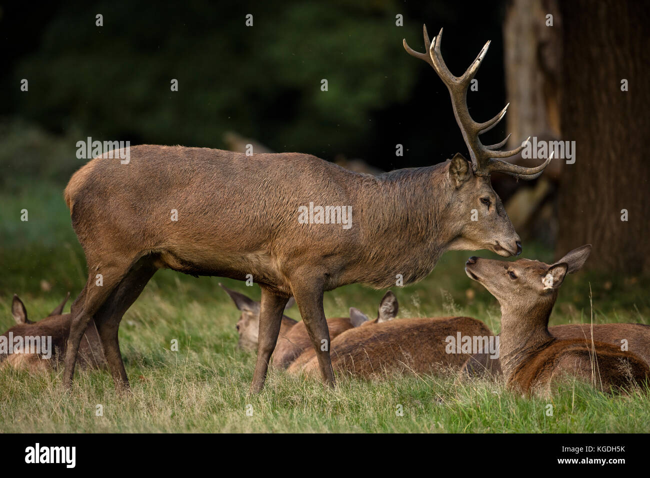 red deer (Cervus elaphus), Stag during rut, interacting with one of the females in his harem, England, U.K. Stock Photo