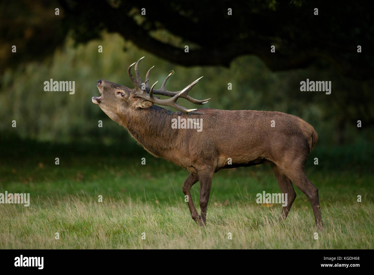 red deer (Cervus elaphus), Stag roaring during rut, England, U.K. Stock Photo