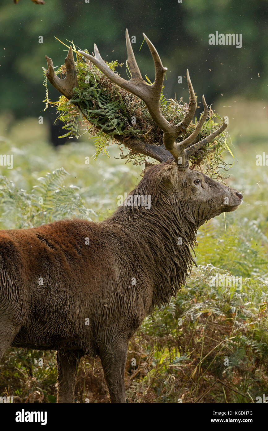 red deer (Cervus elaphus), Stag during rut with bracken in antlers, England, U.K. Stock Photo