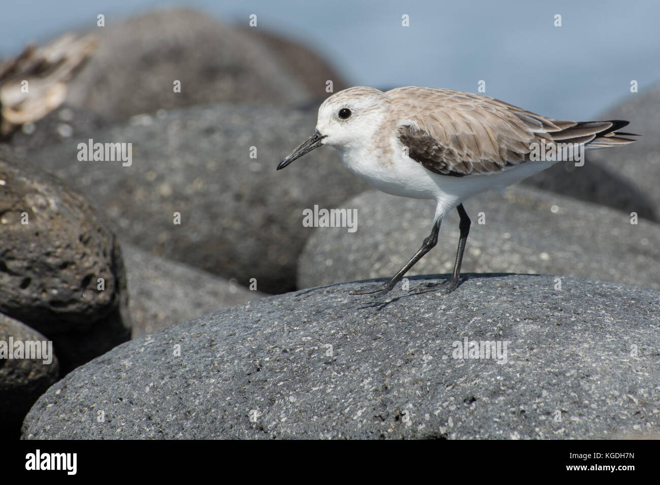 Sanderling Distribution Cosmopolitan Distribution High Resolution Stock Photography and Images ...