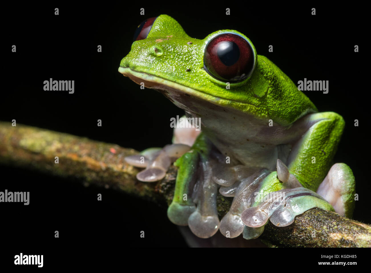 A gliding leaf frog (Agalychnis spurrelli) from the jungle of Ecuador. A rare frog to see and not to be confused with the related red eyed tree frog. Stock Photo