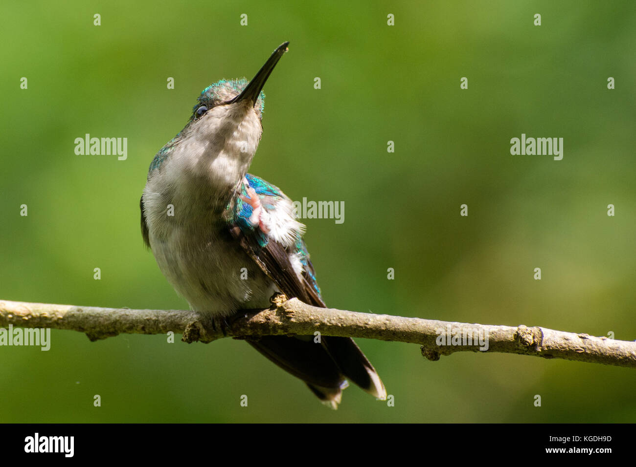 A hummingbird takes care of an itch while sitting on a branch. Stock Photo