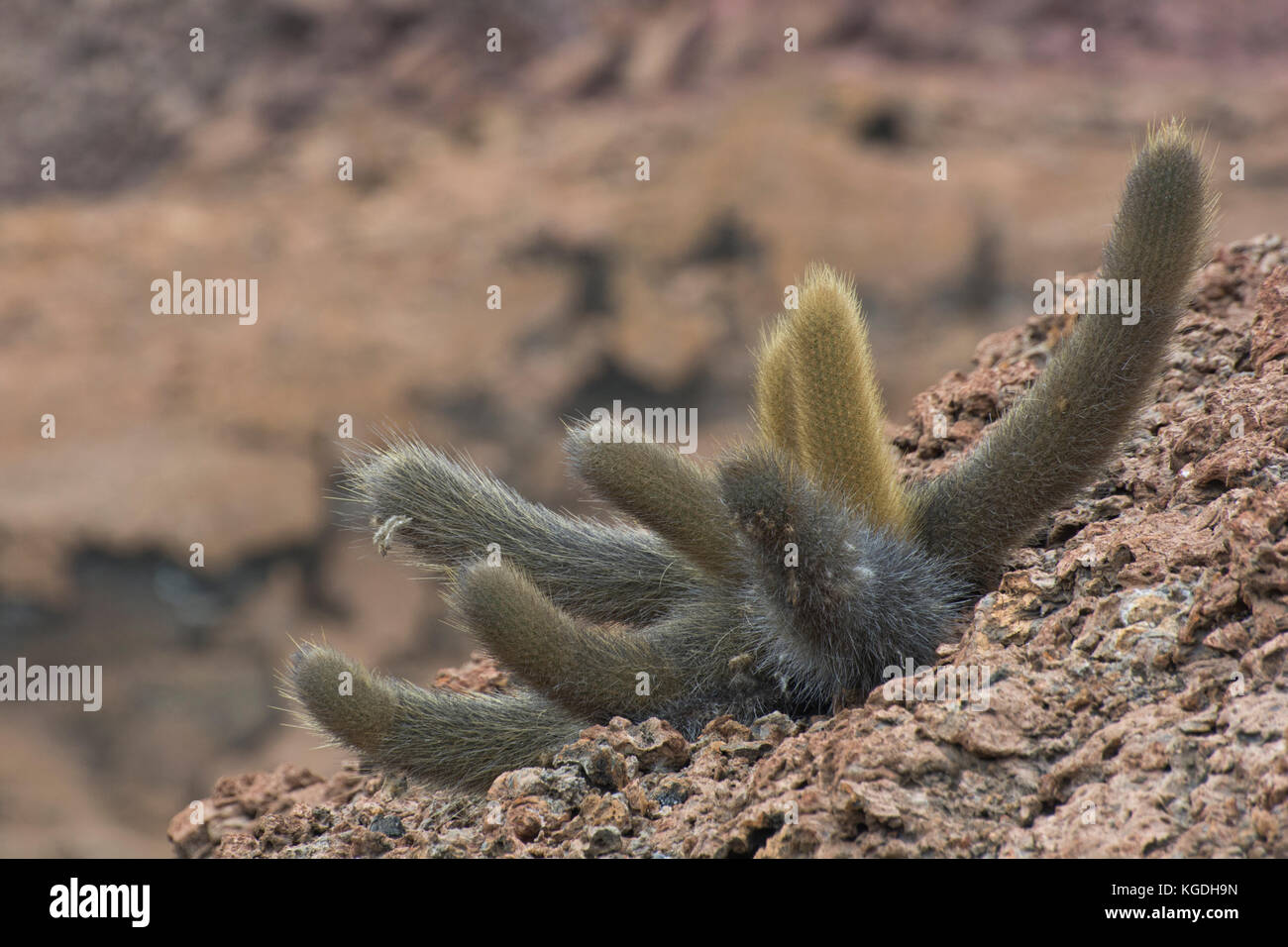 Brachycereus nesioticus also known as the Lava cactus is often the 1st and only plant to show up and be able to survive on new lava flows. Stock Photo