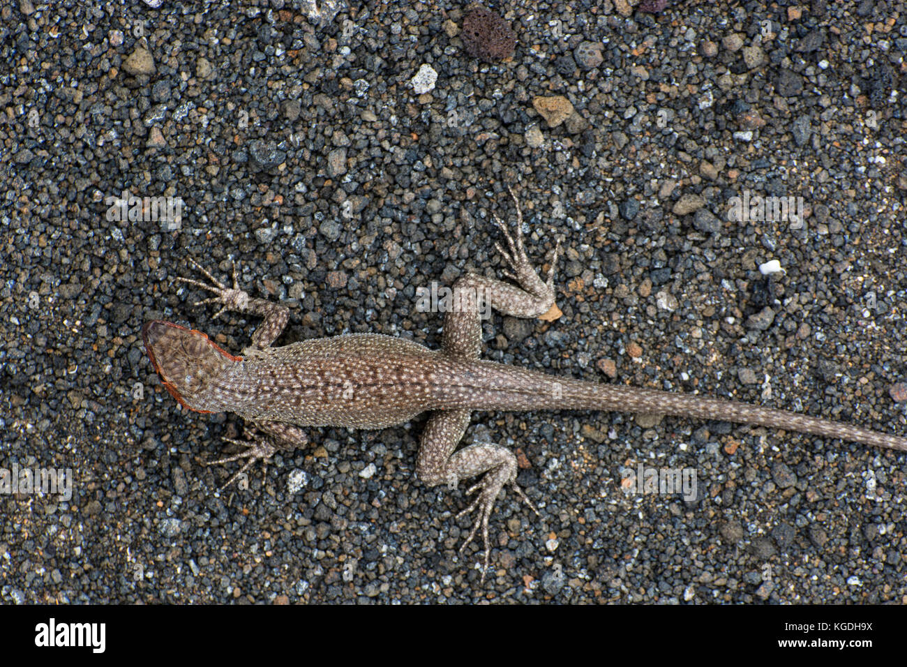 A lava lizard (Microlophus albemariensi) is camouflaged in its sandy environment, the patterns on its back help it blend in with its environment. Stock Photo