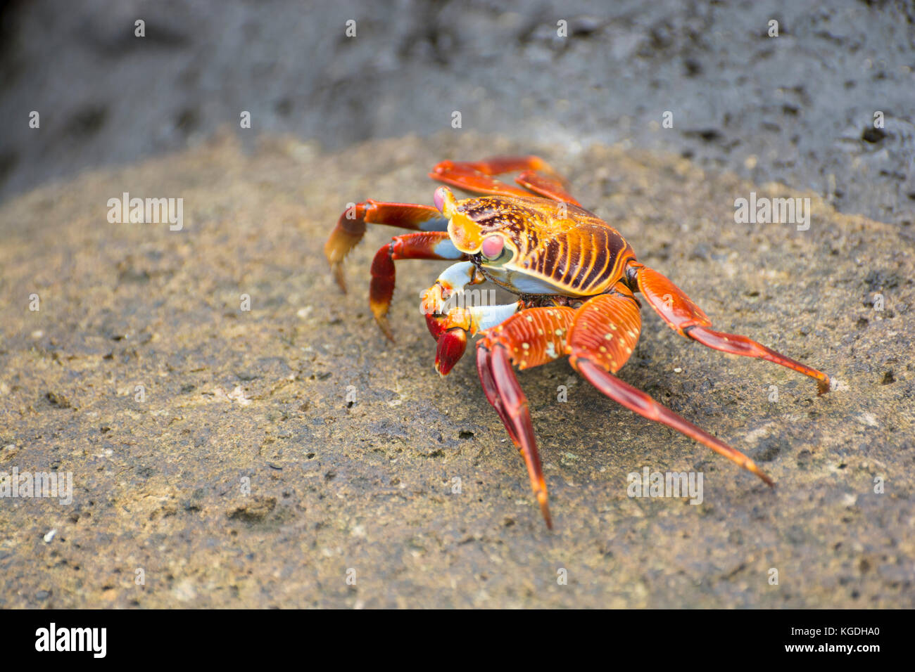 Sally lightfoot crabs (Grapsus grapsus) are one of the prettiest crab species in the world. Stock Photo