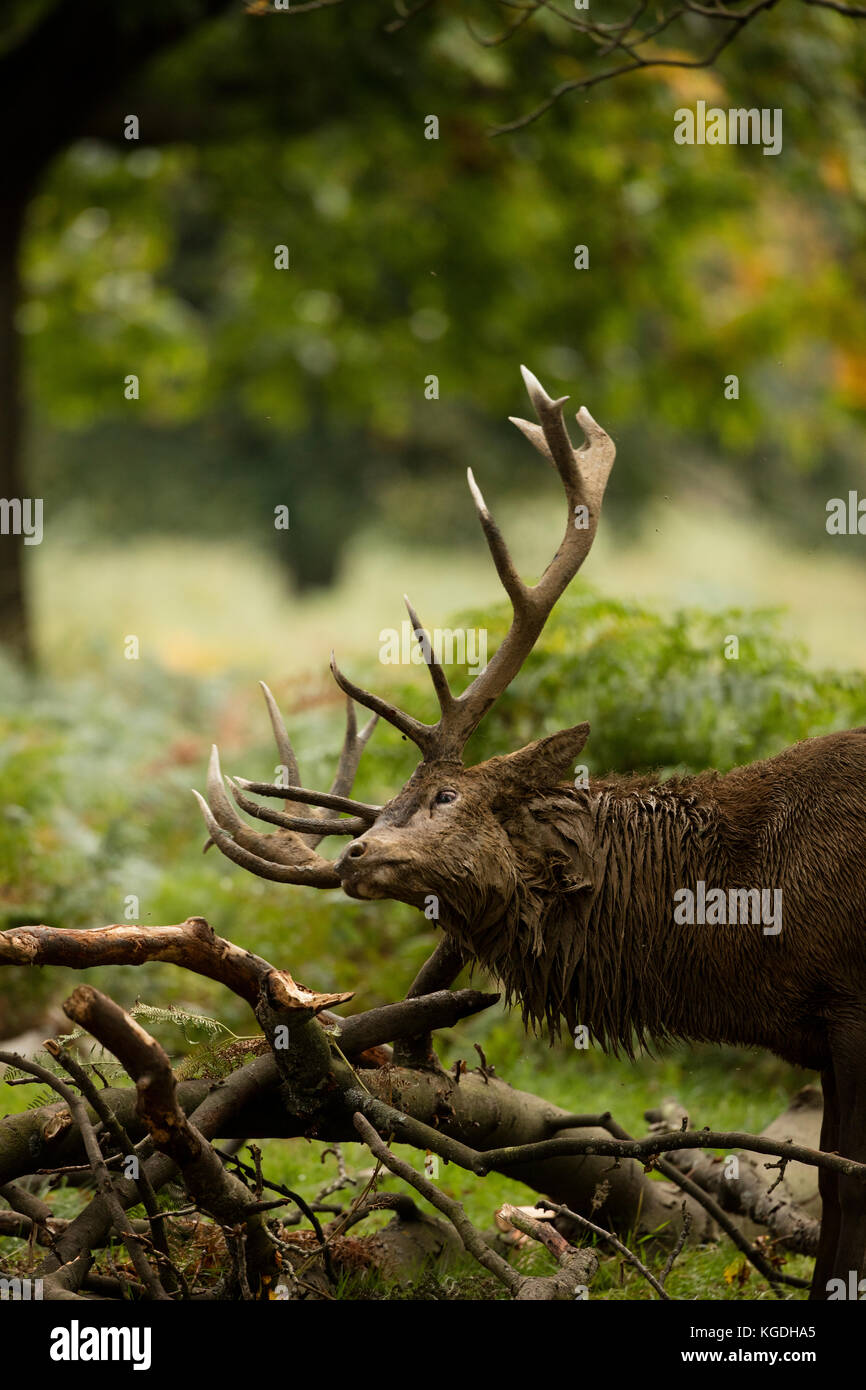 red deer (Cervus elaphus), Stag during rut, rubbing antlers on branch, England, U.K. Stock Photo