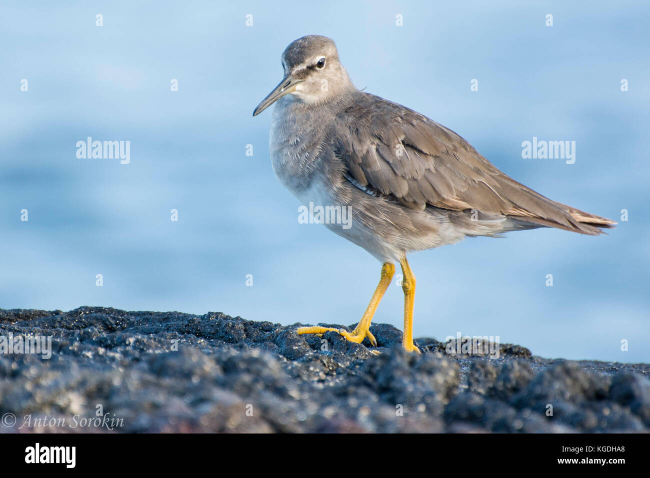 A small shore bird called the wandering tattler which migrates from the far North to South America every year. Stock Photo