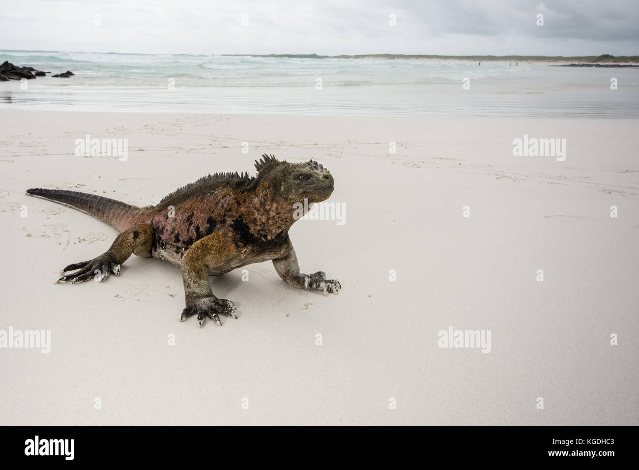 A marine iguana relaxing on a scenic white sand beach in the Galapagos. Stock Photo