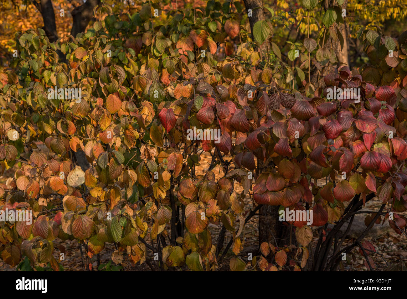 A single tree with various different colour leaves Stock Photo