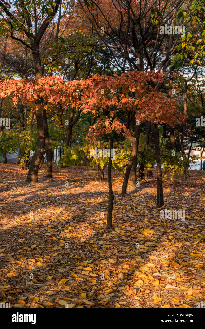 A single maple tree in red autumn colours Stock Photo