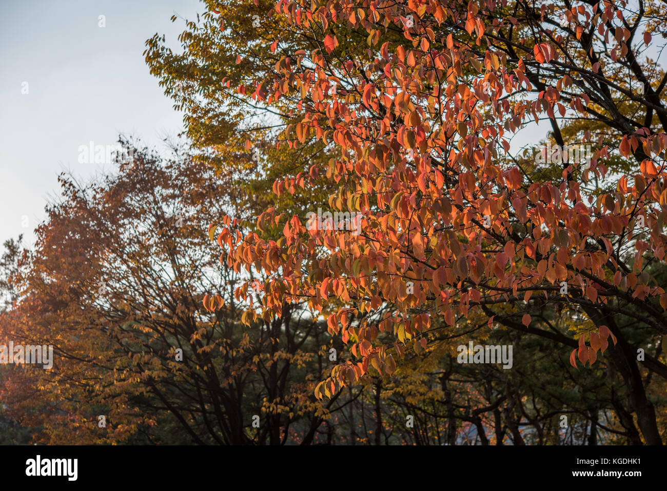 Leaves on trees turning red in the autumn season. Stock Photo