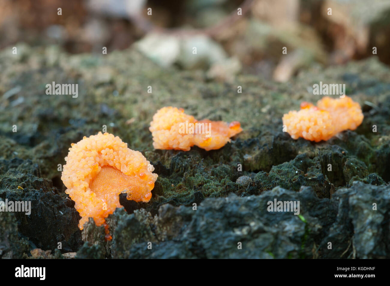 Mushrooms (slime mould Tubifera ferruginosa)  on an old stump Stock Photo