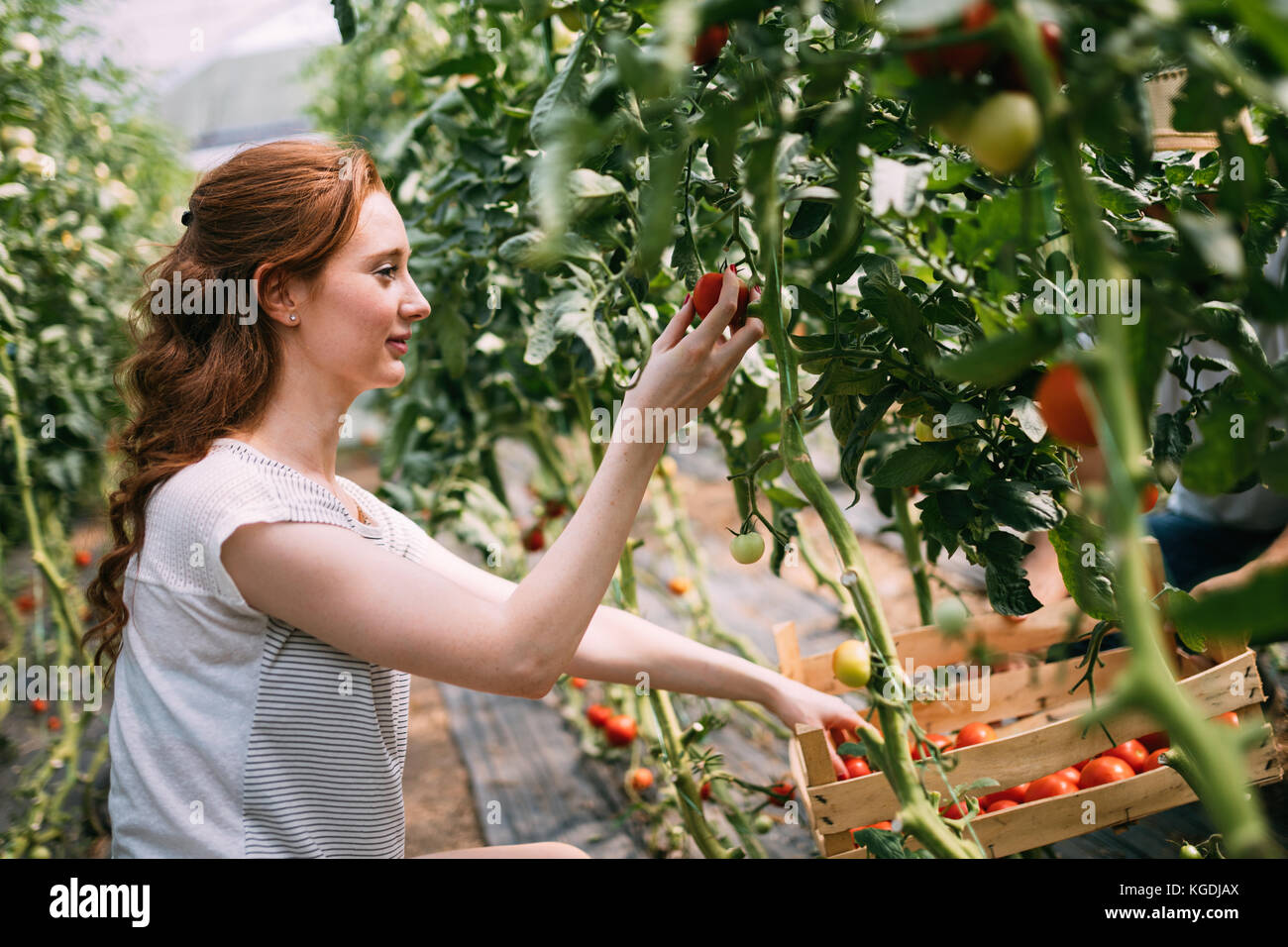 Attractive happy female farmer working in greenhouse Stock Photo - Alamy