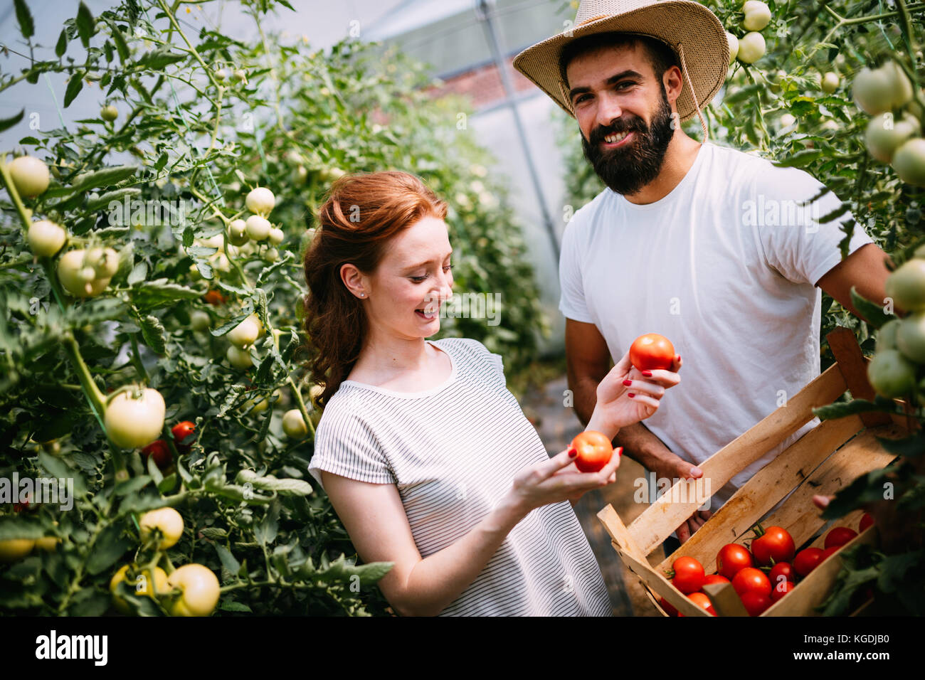 Young couple of farmers working in greenhouse Stock Photo - Alamy
