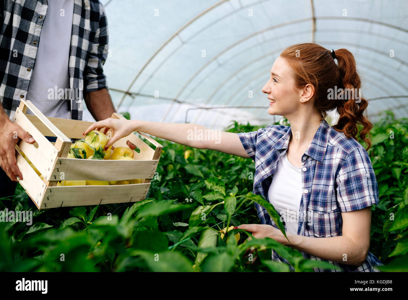 Young couple of farmers working in greenhouse Stock Photo - Alamy