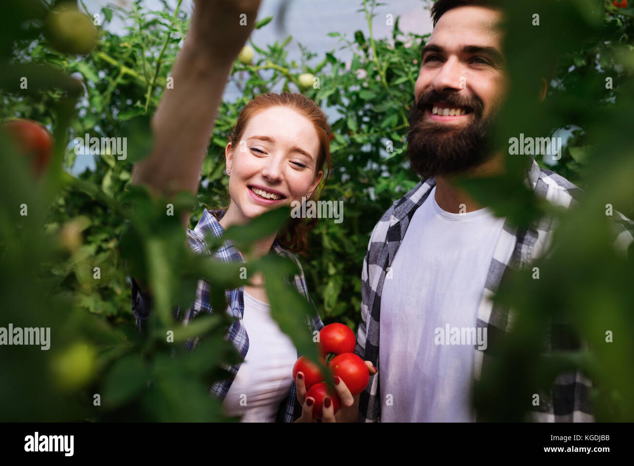 Young couple of farmers working in greenhouse Stock Photo - Alamy