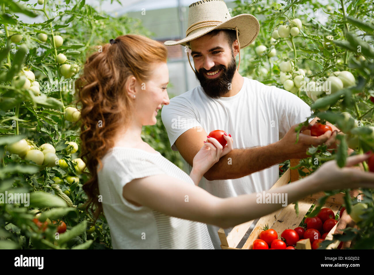 Young couple of farmers working in greenhouse Stock Photo - Alamy