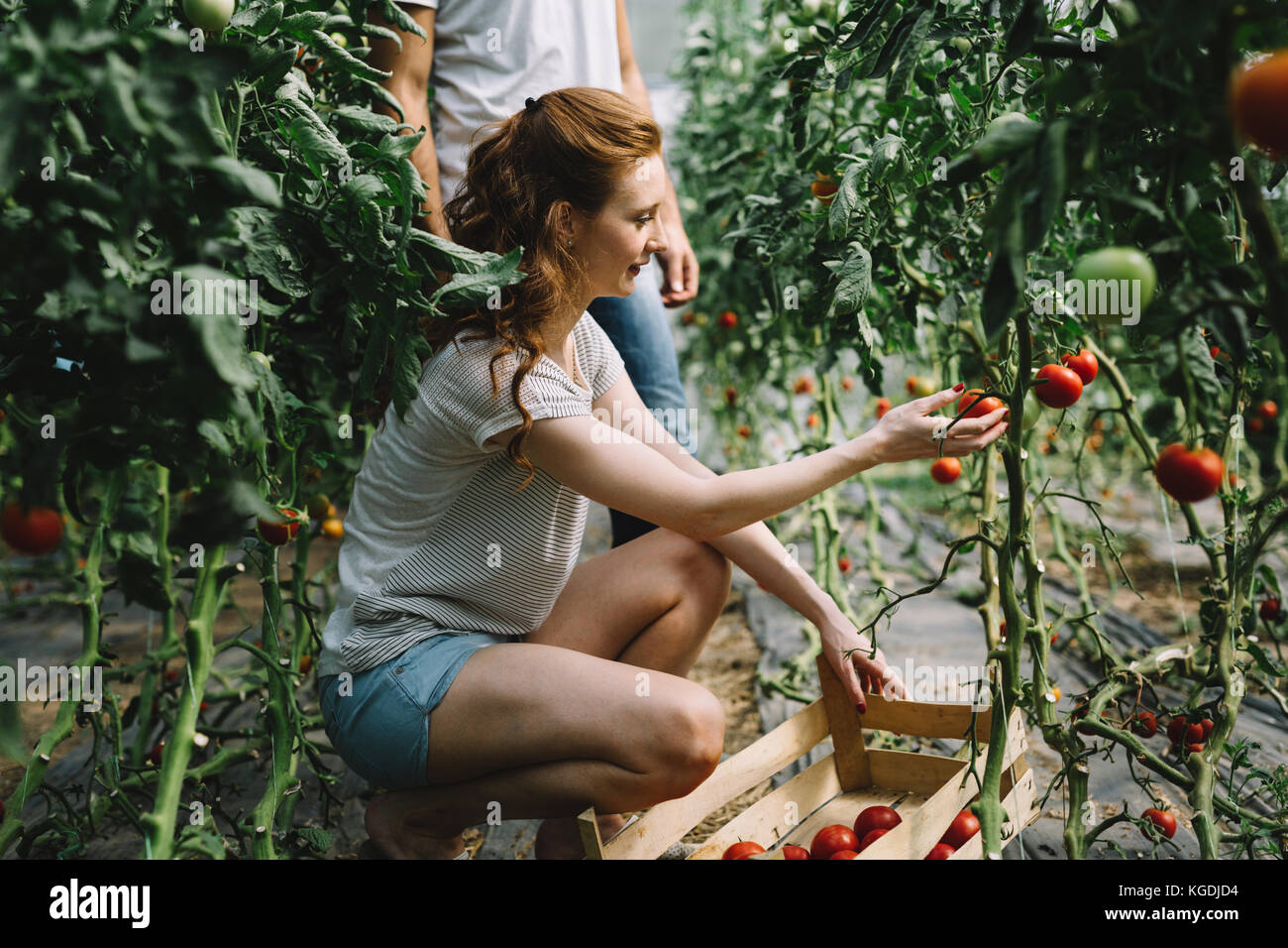 Young couple of farmers working in greenhouse Stock Photo - Alamy