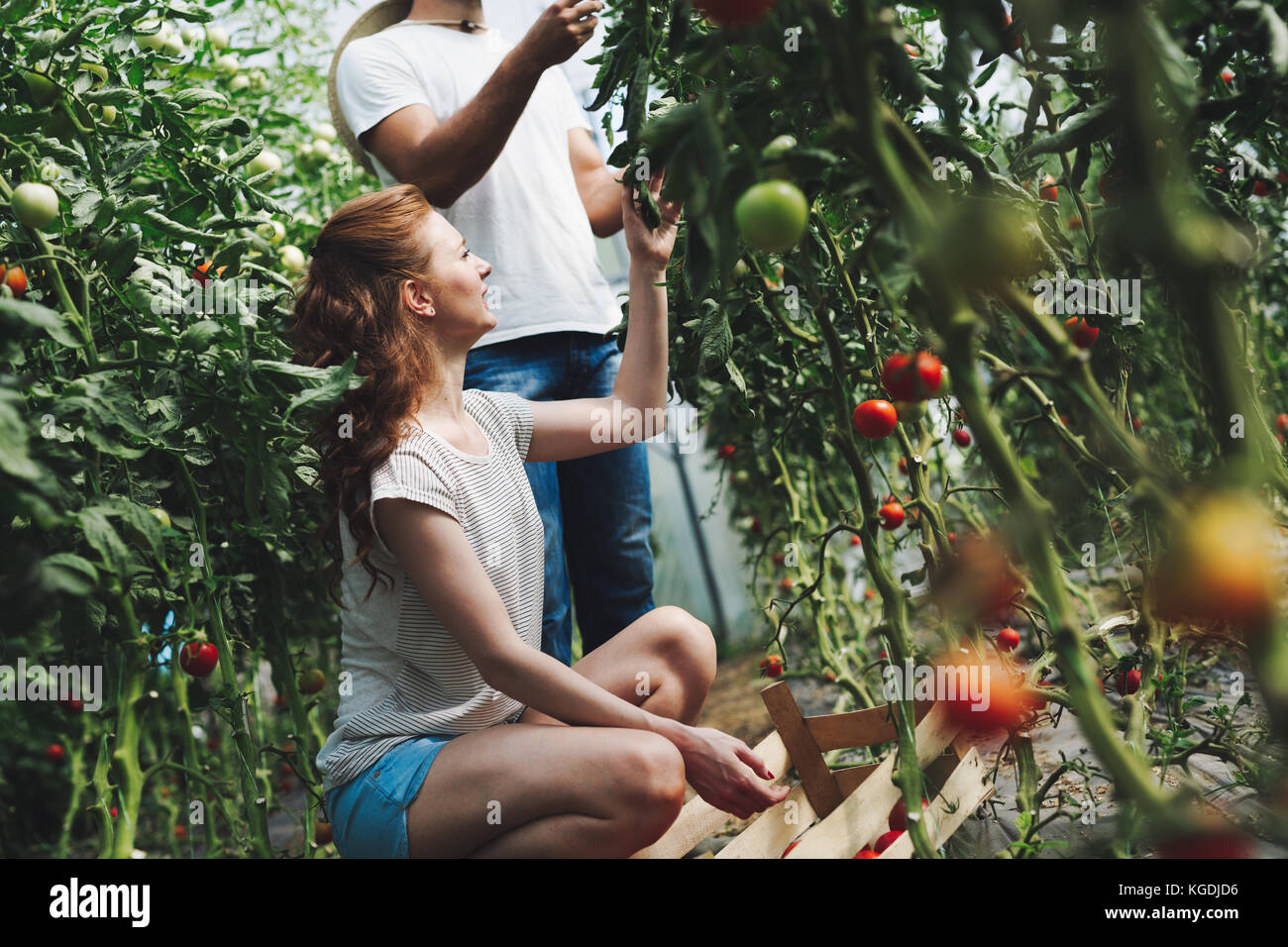 Young couple of farmers working in greenhouse Stock Photo - Alamy