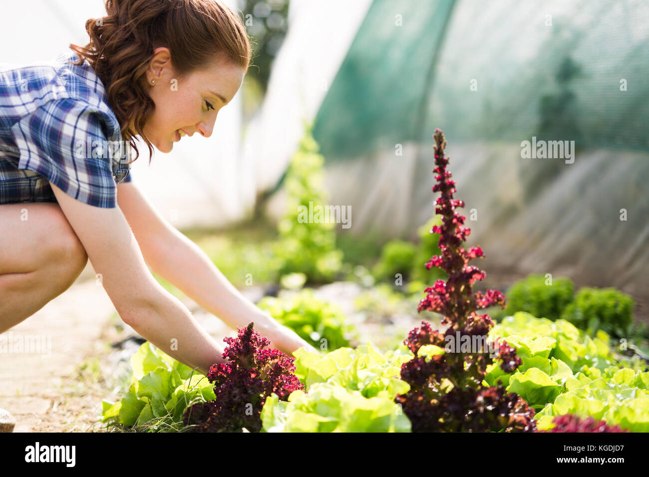 Young happy woman working in her greenhouse Stock Photo - Alamy