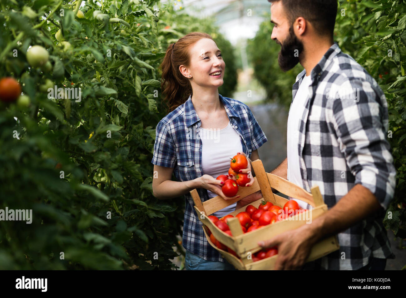 Young couple of farmers working in greenhouse Stock Photo