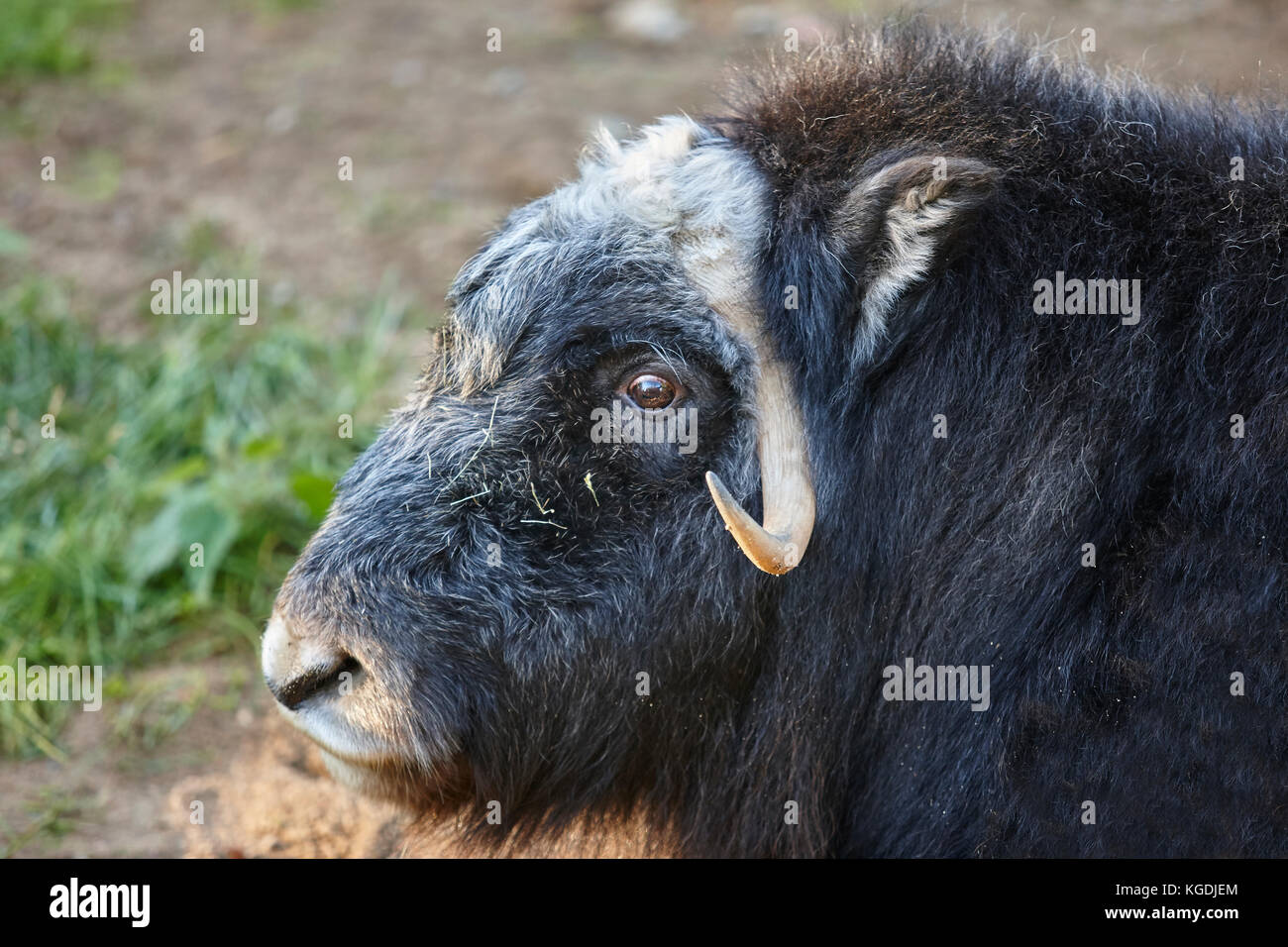 Arctic musk ox head detail. Wildlife nature background. Horizontal Stock Photo