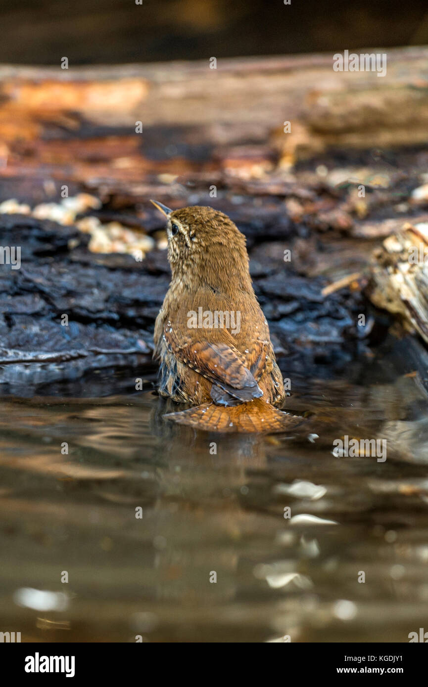 British Wildlife in Natural Habitat. Our National Treasure a beautiful Wren depicted foraging and bathing in ancient woodlands on fine autumn evening. Stock Photo