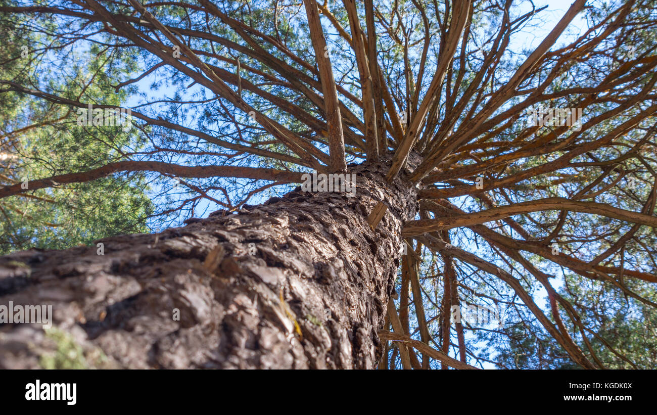 Skyward view of tree canopy hi-res stock photography and images - Alamy