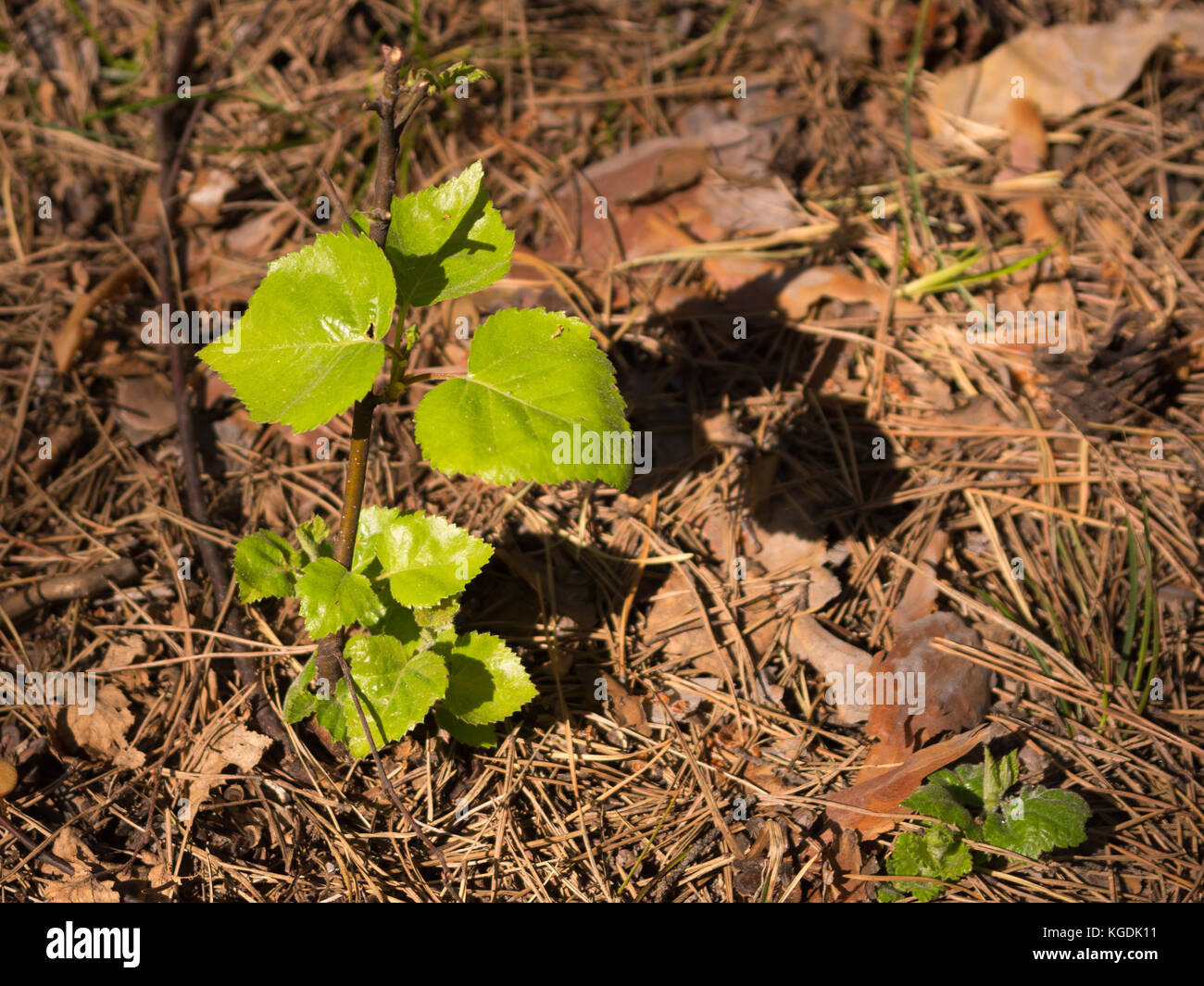 Young fresh green leaves of a sapling lit with sun in the forest on a ...