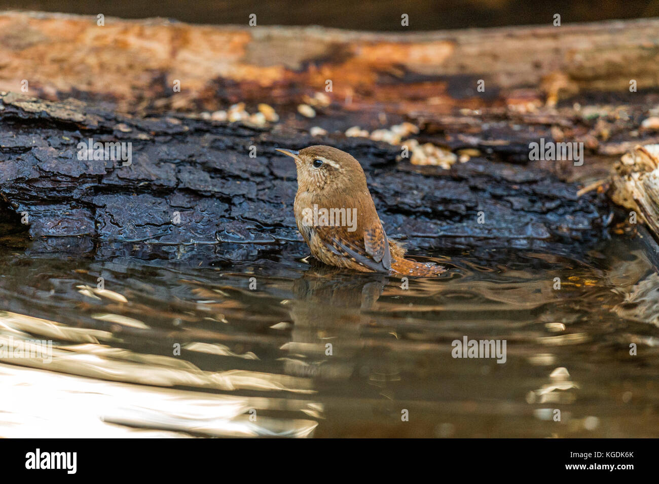 British Wildlife in Natural Habitat. Our National Treasure a beautiful Wren depicted foraging and bathing in ancient woodlands on fine autumn evening. Stock Photo