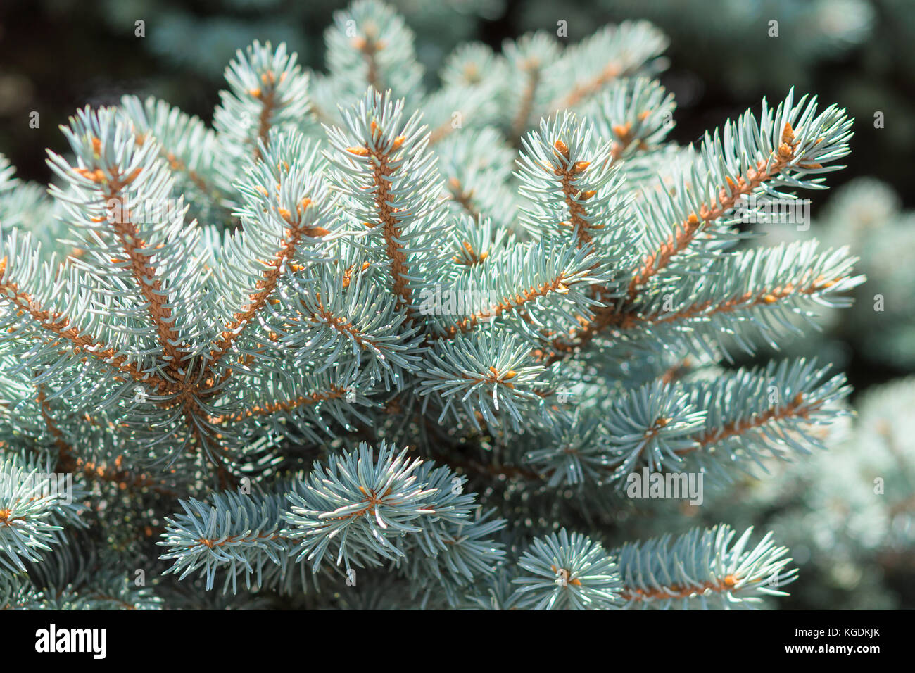 Branch of Colorado blue spruce or Picea pungens with needle-like leaves. Close-up stock photo. Stock Photo