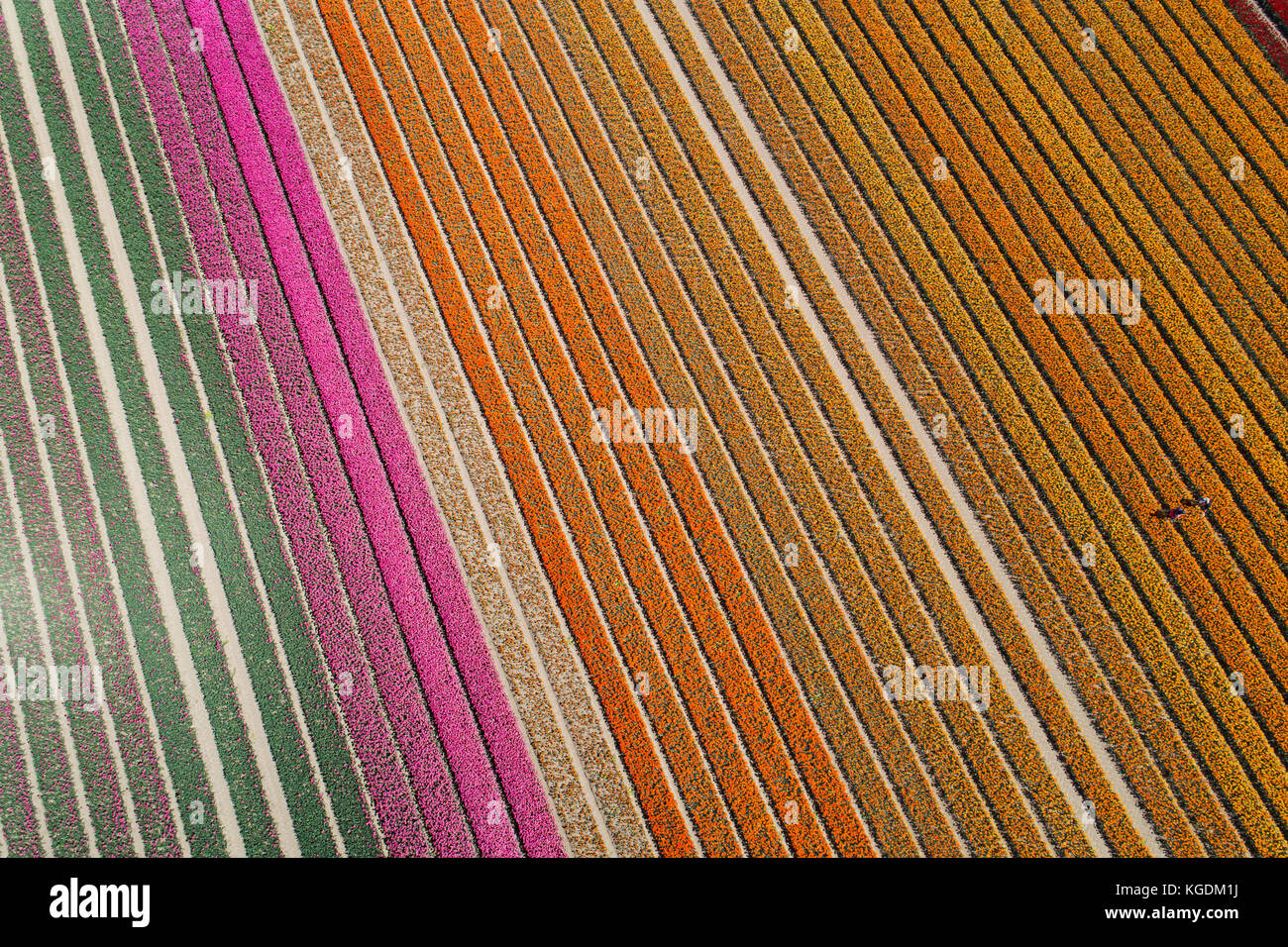 Workers in colourful tulip fields, Edendale, Southland, South Island, New Zealand - drone aerial Stock Photo