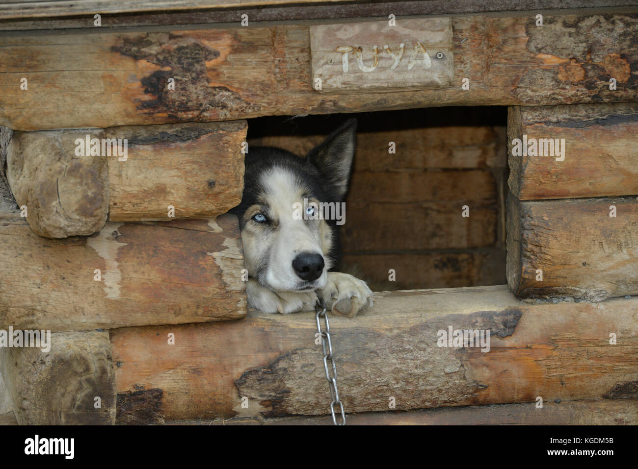 Sled Dog, Dog Sled, Dog, Park Visitors, Kennel, Dog Kennel, Denali, Denali  National Park, Alaska, USA Stock Photo - Alamy