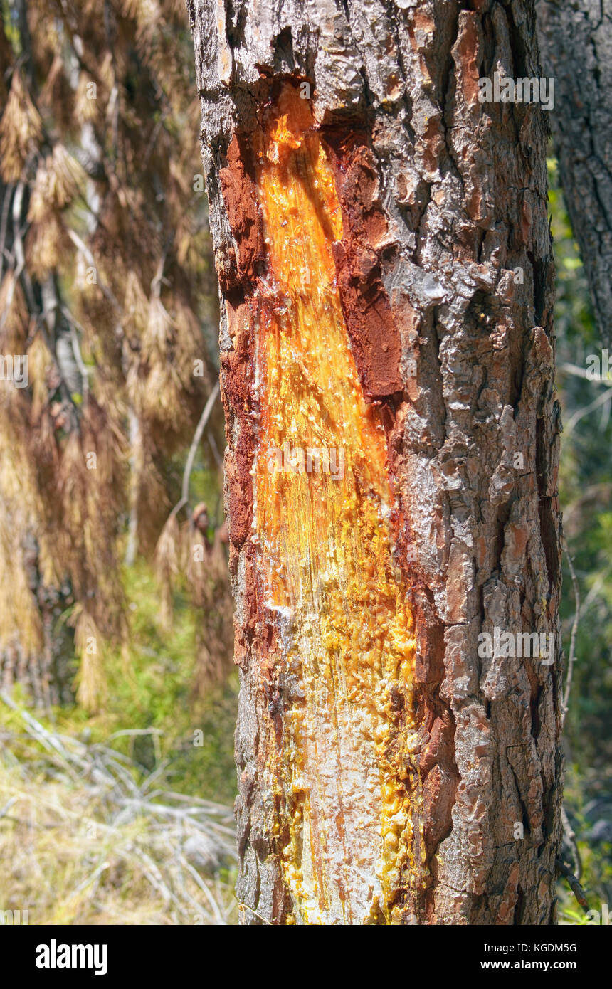 Tree Resins Stock Photos & Tree Resins Stock Images Alamy