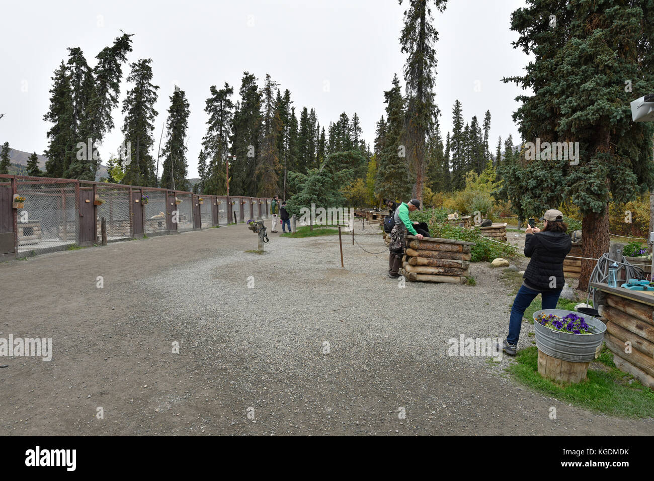 Sled Dog, Dog Sled, Dog, Park Visitors, Kennel, Dog Kennel, Denali