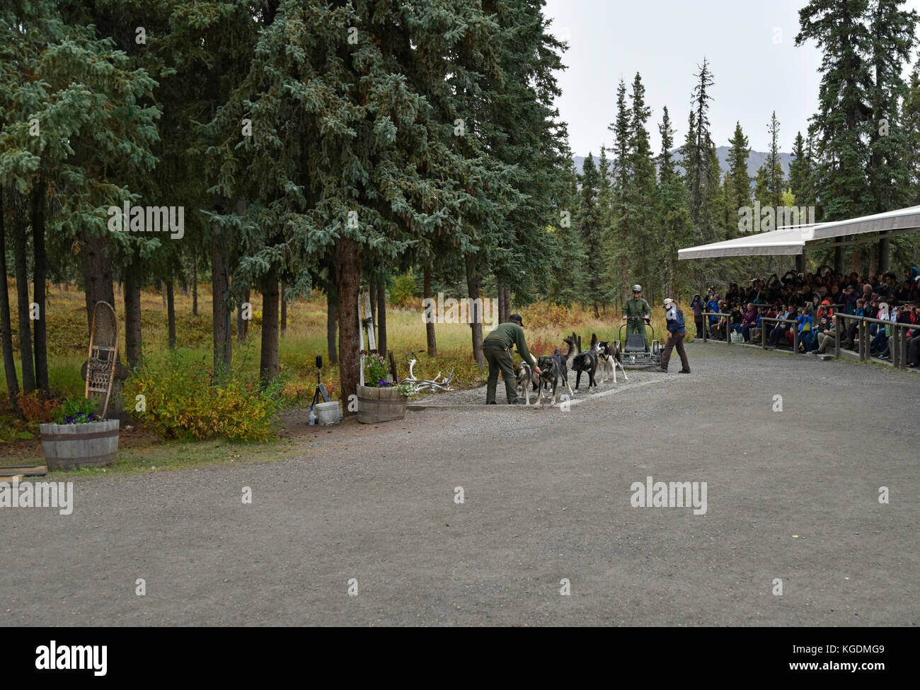 Sled Dog, Dog Sled, Dog, Park Visitors, Kennel, Dog Kennel, Denali