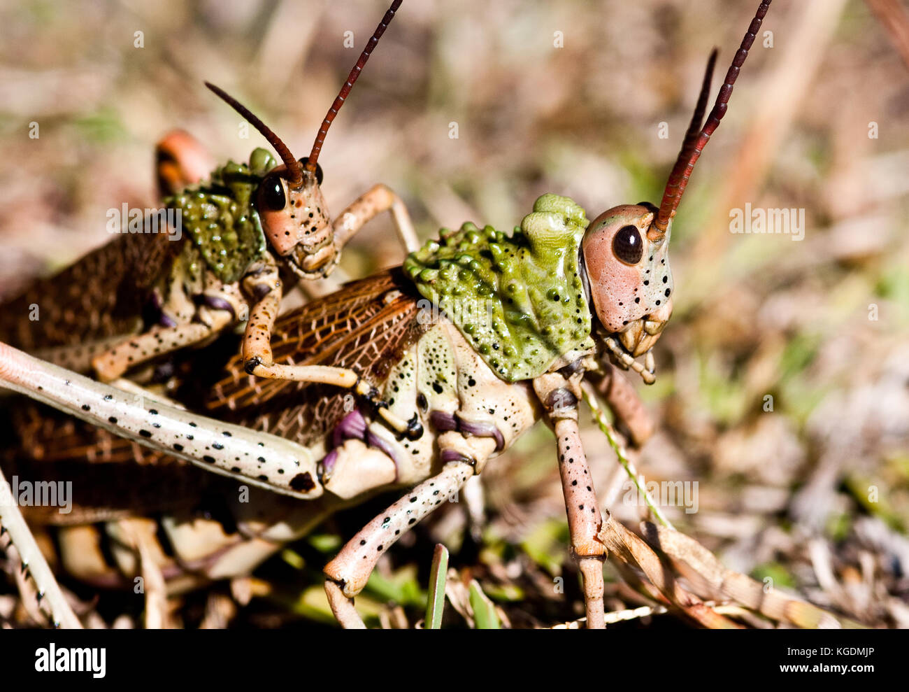 Pyrgomorphid Grasshopper also known as the Gaudy Grasshopper. This image was taken in South Africa. Stock Photo